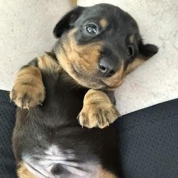 Dachshund puppies from Michael Egnor