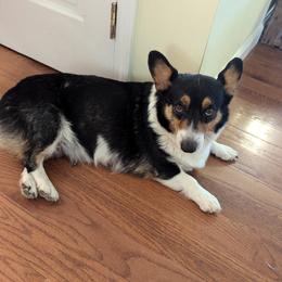 Sofie - Pembroke Welsh Corgi