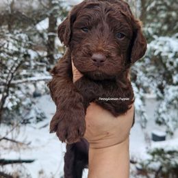 Hot Chocolate - Chocolate male Goldendoodle puppy in Pennsylvania from Pennsylvanian Puppies