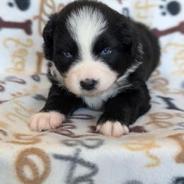 Justice - Black & white female Australian Shepherd puppy in Squaw Valley, California from A&M Australian Shepherds