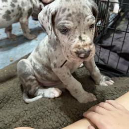 Tate - Merle male Great Dane puppy in Russellville, Arkansas from River Valley Great Danes & Miniature Schnauzers