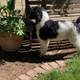 Poodle Puppies from Annie's CA Standard Poodles