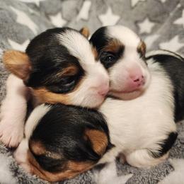 Biewer Terrier and Yorkshire Terrier Puppies from 1.StarDreamPups