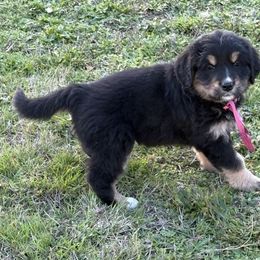 Female Hot Pink - female Golden Mountain Dog puppy in Tacoma, Washington from Canyon Meadows Farm