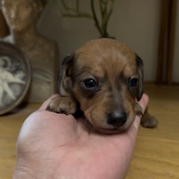 Pumpkin - Red female Dachshund puppy in Bakersfield, California from Rosey Dachshund
