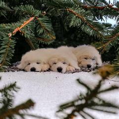 Aussiedoodle and Polish Tatra Sheepdog Puppies from Abbott Family Farm