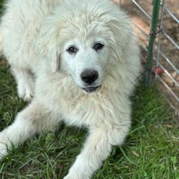 Tundra Skyy - Great Pyrenees