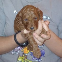 Mystery - Red  male Poodle puppy in Licking, Missouri from Majestic Embrace Poodles
