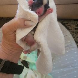 Shih Tzu Puppies from Trinity Shihtzu's So Calif