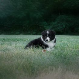 Border Collie Puppies from Fasstari Border Collies