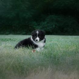 Border Collie Puppies from Fasstari Border Collies