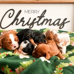 Cavalier King Charles Spaniel and Cavapoo Puppies from Pixie Dust Cavaliers