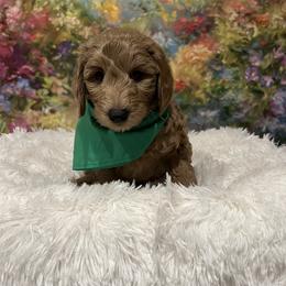 Hunter - Apricot male Goldendoodle puppy in Stroudsburg, Pennsylvania from Momma’s Mini Goldendoodles