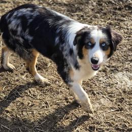 Dakota - Australian Shepherd