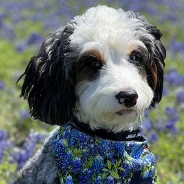 Bernedoodle Puppies from Doodles of Your Dreams (formerly Texana Doodles)