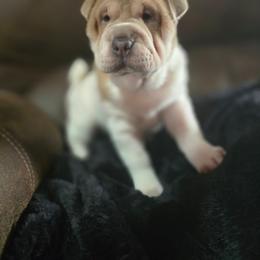 Tiramisu - White female Chinese Shar-Pei puppy in Rome, Pennsylvania from Maynard Hills Chinese Sharpeis