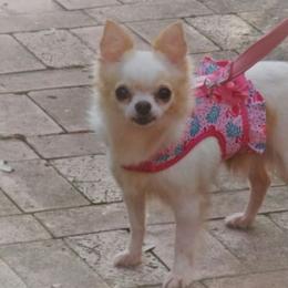 Chihuahuas, Dachshunds, and Shih Tzus from Pup cakes