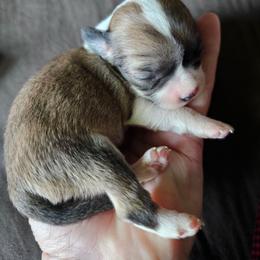 Coco - Chocolate sabled fawn male Chihuahua puppy in Springfield, Missouri from Casadelopez Tails