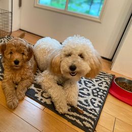 Goldendoodle Puppies from MidCoast Doodles (formerly Marriottsville Ridge Farm)