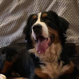 Bernedoodles from Eva Hutcherson's Bernedoodles