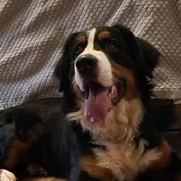 Bernedoodles from Eva Hutcherson's Bernedoodles