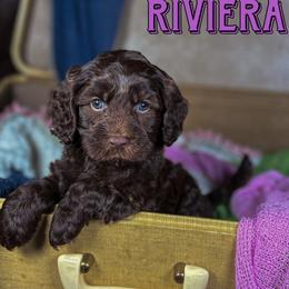 Riviera - Chocolate female Australian Labradoodle puppy in Decatur, Alabama from Southern Meadows Doodles