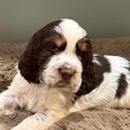 Teddy - Liver white and tan male English Springer Spaniel puppy in Newport News, Virginia from Sara's English Springer Spaniels