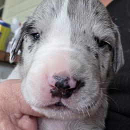 FEMALE MERLE FUSCIA COLLAR - Merle female Great Dane puppy in Hickman, Kentucky from Tidal Wave Danes