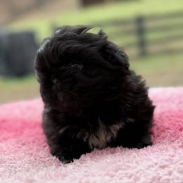 Girl 1 - Black female Pekingese puppy in Clinton, Tennessee from Gracelands Pekingese
