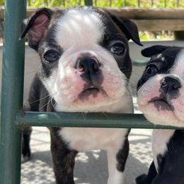 Boston Terriers and Dalmatians from Henderson's Boston Terriers & Dalmatians