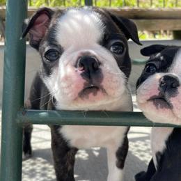 Boston Terriers and Dalmatians from Henderson's Boston Terriers & Dalmatians