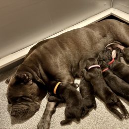 Sixth pick female - Black female Cane Corso puppy in Homestead, Florida from Sabal Palm Cane Corso