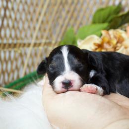 Tri female 1 - Black tri-color female Aussiedoodle puppy in Belgreen, Alabama from Scott’s Farm Poodles and Doodles