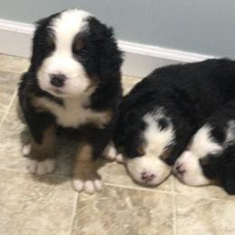 Bernese Mountain Dog Puppies from Bernese Bunker