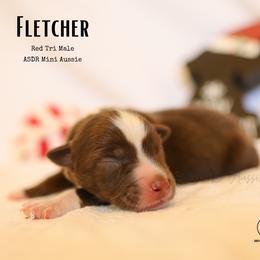 Fletcher - RTM3 - Red tri male Miniature Australian Shepherd puppy in Nacogdoches, Texas from TK Standard, Mini, & Toy Aussies