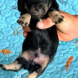 Ira - Black and cream male Dachshund puppy in Horatio, Arkansas from Rockin F6 Miniature Dachsunds