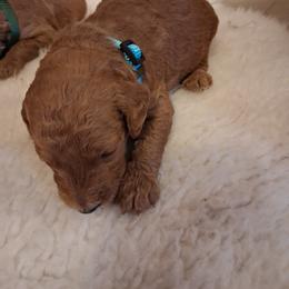 Blue - Red  male Poodle puppy in Hogansville, Georgia from Grace Colt Farms