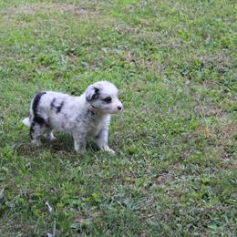 Beatrix Potter - Blue merle female Border Collie puppy in Crawfordsville, Indiana from Rescued Dreams Border Collies