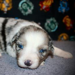 Rosemary - Blue merle female Australian Shepherd puppy in El Dorado Springs, Missouri from HP Aussie Kennels