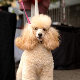 Brandy - Poodle