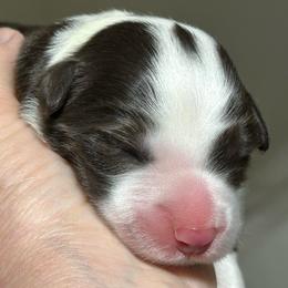 Male puppy - White and red male Border Collie puppy in Litchfield Park, Arizona from Dragonfly BC Puppies (Champion Lineage)