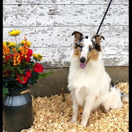 Pepper - Blue merle and white Collie puppy in Waterville, Iowa from Lisa’s Lassies