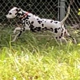 Dalmatian Puppies from Talmeades Dalmatians
