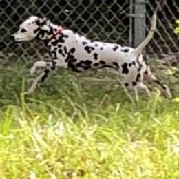 Dalmatian Puppies from Talmeades Dalmatians