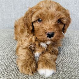 Bennett - Red male Cavapoo puppy in Aiken, South Carolina from Cavapoos of the Carolinas