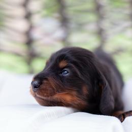 Petunia - Black and tan female Dachshund puppy in Perry, Florida from EntityDachs