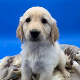 Male - Golden male Golden Retriever puppy in Spanaway, Washington from 11 Oaks Kennels