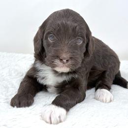 Keeley - female Golden Mountain Doodle puppy in Fleming, Colorado from Vandenbark Doodles