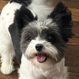Zoey - Yorkshire Terrier