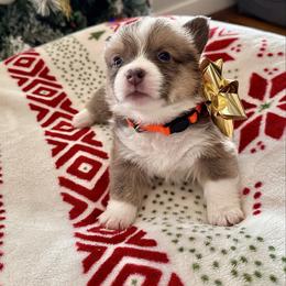 Pumpkin - Sable female Pembroke Welsh Corgi puppy in Norman, Oklahoma from Charm Farm Corgis